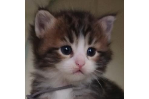 成約済の埼玉県のサイベリアン-14857の3枚目